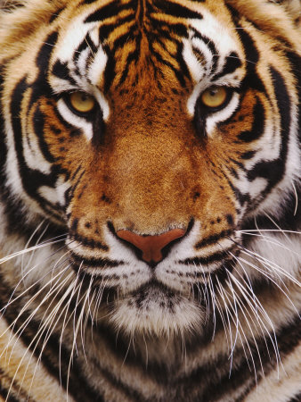Bengal Tiger Face, Panthera Tigris, Asia