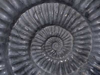 Ammonite Fossil (Arietites Buckland), Jurassic Period, 150 M.Y.A. Nancy, France