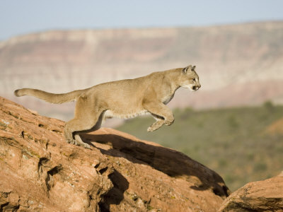 A Puma, Cougar or Mountain Lion, Running and Jumping, Felis Concolor, North America