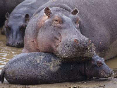 Hippopotamus, Hippopotamus Amphibius, Adult with its Young or Calf, Masai Mara, Kenya, Africa