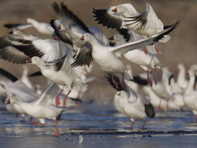 Snow Geese Flock Taking Off, Chen Caerulescens, Bosque Del Apache, New Mexico, USA