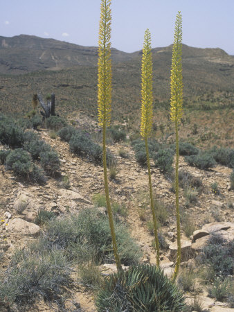 Utah Century Plant, Agave Utahensis, Mojave Desert, California, USA