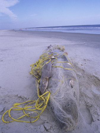 A Large Dead Shark Wrapped in Gill Net on a Beach