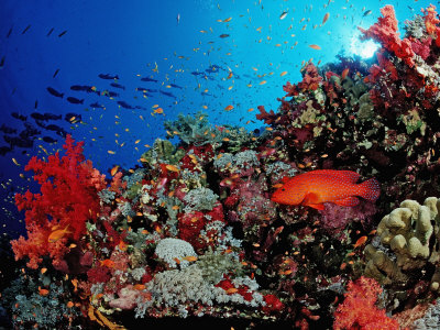 Coral Grouper (Cephalopholis Miniata) around a Coral Reef Red Sea, Sudan, Africa