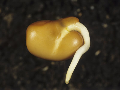 Broad Bean Seed