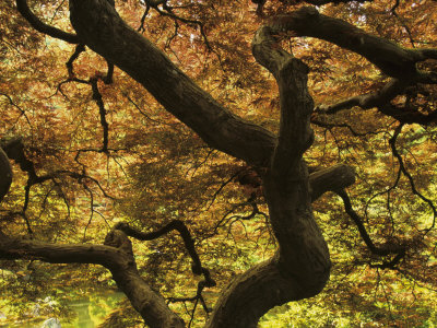 Pattern in Branches and Leaves of Japanese Threadleaf Maple Tree, Acer Palmatum Dissectum