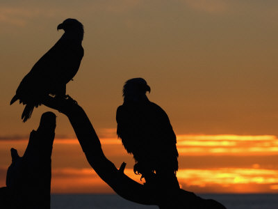 bald eagle pair