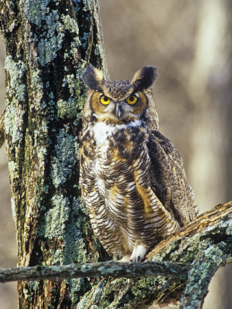 Great Horned Owl (Bubo Virginianus), North America