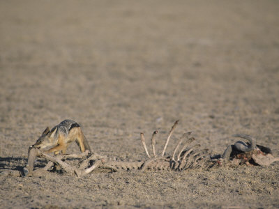 Buy Black-Backed Jackal, Canis Mesomelas, Scavenging from an Old Kill, Masai Mara, Kenya, Africa at AllPosters.com
