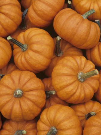 Pumpkin Harvest, Jack Be Little Variety