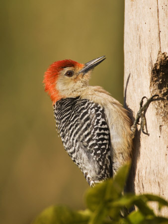 Red-Bellied Woodpecker at its Nest Hole, Melanerpes Carolinus, Southern USA