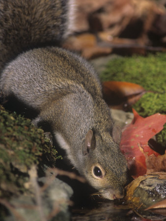 Gray Squirrel (Sciurus Carolinensis) Drinking, Eastern USA