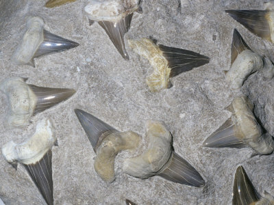 Fossil Shark Teeth, Eocene Epoch, 65-33 M.Y.A., Morocco