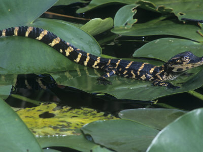 Young American Alligator, Alligator Mississippiensis, on a Spadderdock Leaf, Southeastern USA