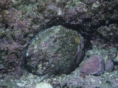 Pink Abalone, Haliotis Corrugata, California, USA