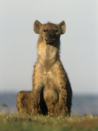Buy Spotted Hyena, Crocuta Crocuta, Masai Mara, Kenya at AllPosters.com
