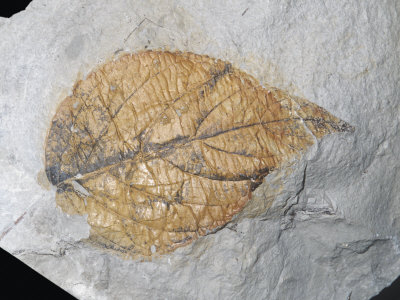 Fossil Elm-Like Leaf (Eucommia Serrata), Palaeocene Epoch, 55-65 M.Y.A., Alberta, Canada