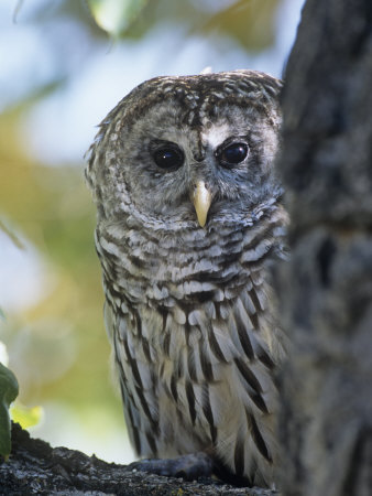 Barred Owl (Strix Varia), Colorado, USA