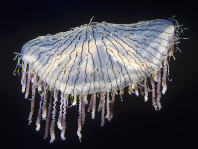 Flower Hat Jelly (Olindias Formosa), Sea of Japan