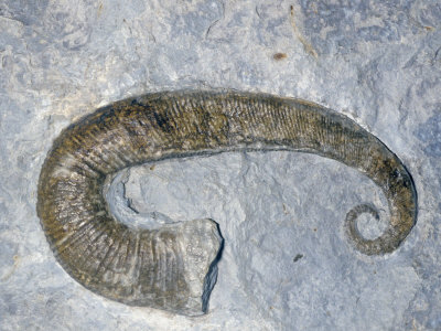 Ammonite Fossil (Acriocerus Pulcherrimum), Cretaceous Period, 145-85 M.Y.A., France