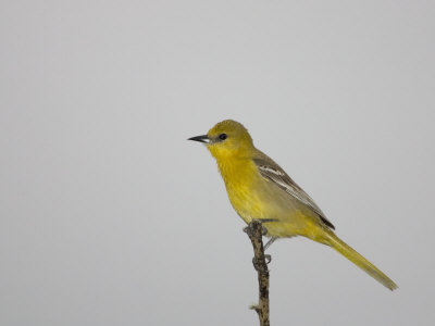 Female Hooded Oriole, Icterus Cucullatus, Texas, USA