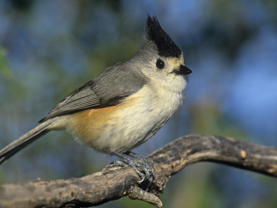 Black-Crested or Mexican Titmouse, Baleolophus Atricristatus, Texas, USA