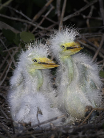 Great Egret Chicks in the Nest, Ardea Alba, . Southeastern USA