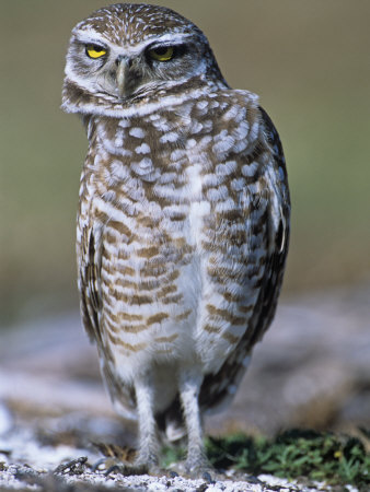 Burrowing Owl, Athene Cunicularia, Bobbing its Head for Better Binocular Vision, North America