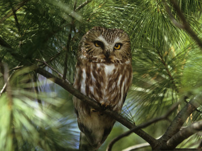 Northern Saw-Whet Owl (Aegolius Acadius) in a White Pine (Pinus Strobus), North America