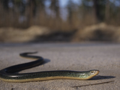 Eastern Glass Lizard (Ophisaurus Ventralis), a Species of Legless Lizard, North America.