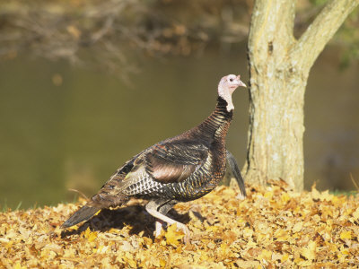 Male or Tom Wild Turkey (Meleagris Gallopavo), North America