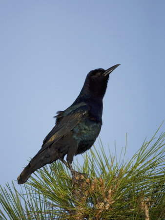 Boat-Tailed Grackle (Quiscalus Major)
