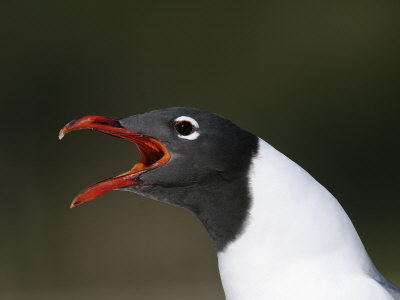 Laughing Gull Calling, Larus Atricilla, Eastern North America