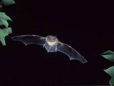 Buy A Little Brown Bat in Flight Echolocating at Night, Myotis Lucifugus, North America at AllPosters.com