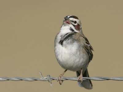 Lark Sparrow Singing, Chondestes Grammacus, Texas, USA