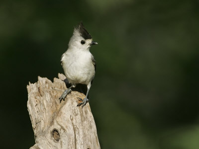 Black-Crested Titmouse, Baeolophus Atricristatus, Texas, USA
