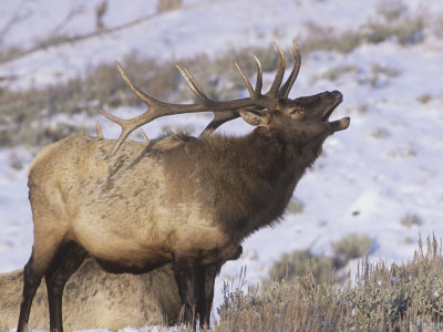 Bull Rocky Mountain Elk Bellowing (Cervus Elaphus), North America