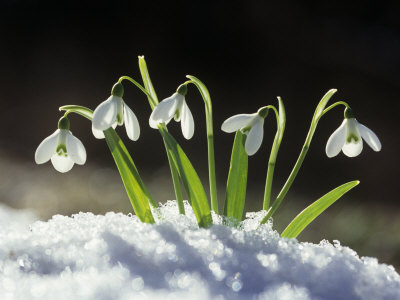 Snowdrop Flowers Blooming in the Snow, Galanthus Nivalis