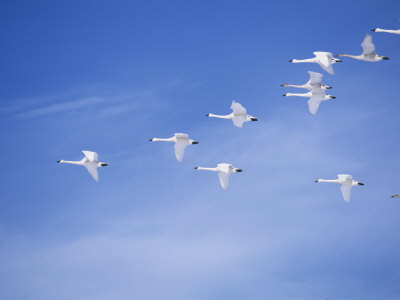 Migrating Tundra Swans, , Cygnus Columbianus