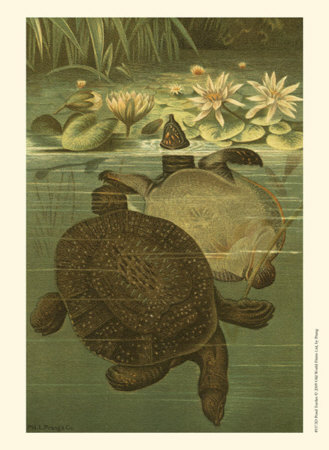 Pond Turtles