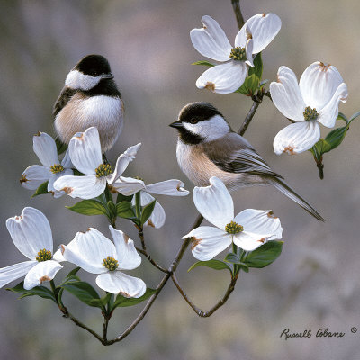 Chickadee