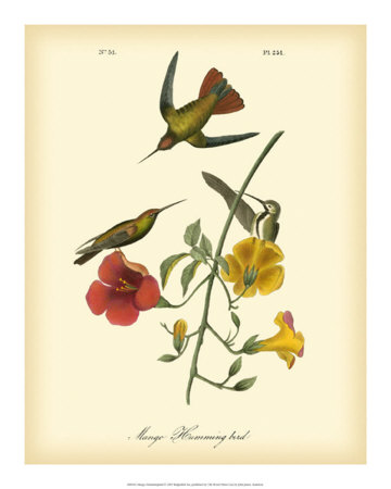 Buy Mango Hummingbird at AllPosters.com