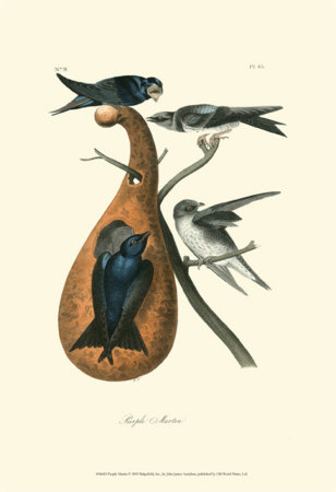 Purple Martin
