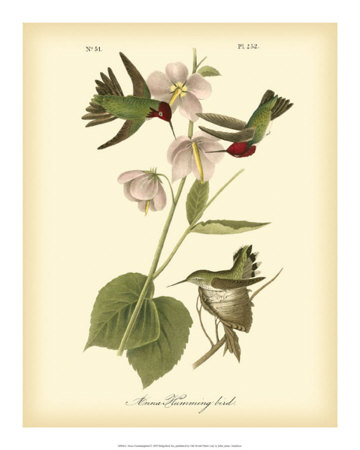 Buy Anna Hummingbird at AllPosters.com