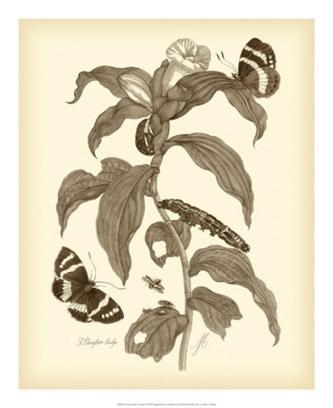 Nature Study in Sepia I