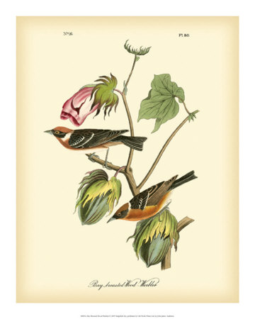 Buy Bay Breasted Wood-Warbler at AllPosters.com