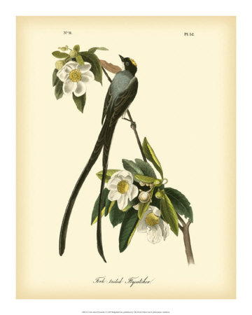 Buy Fork-Tailed Flycatcher at AllPosters.com