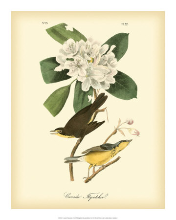 Buy Canada Flycatcher at AllPosters.com