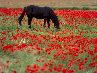 Black Horse in a Poppy Field, Chianti, Tuscany, Italy, Europe