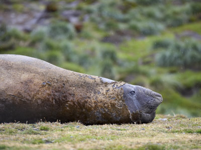 Male Southern Elephant Seal or Sea Elephant on the Beach, Fortuna, South Georgia